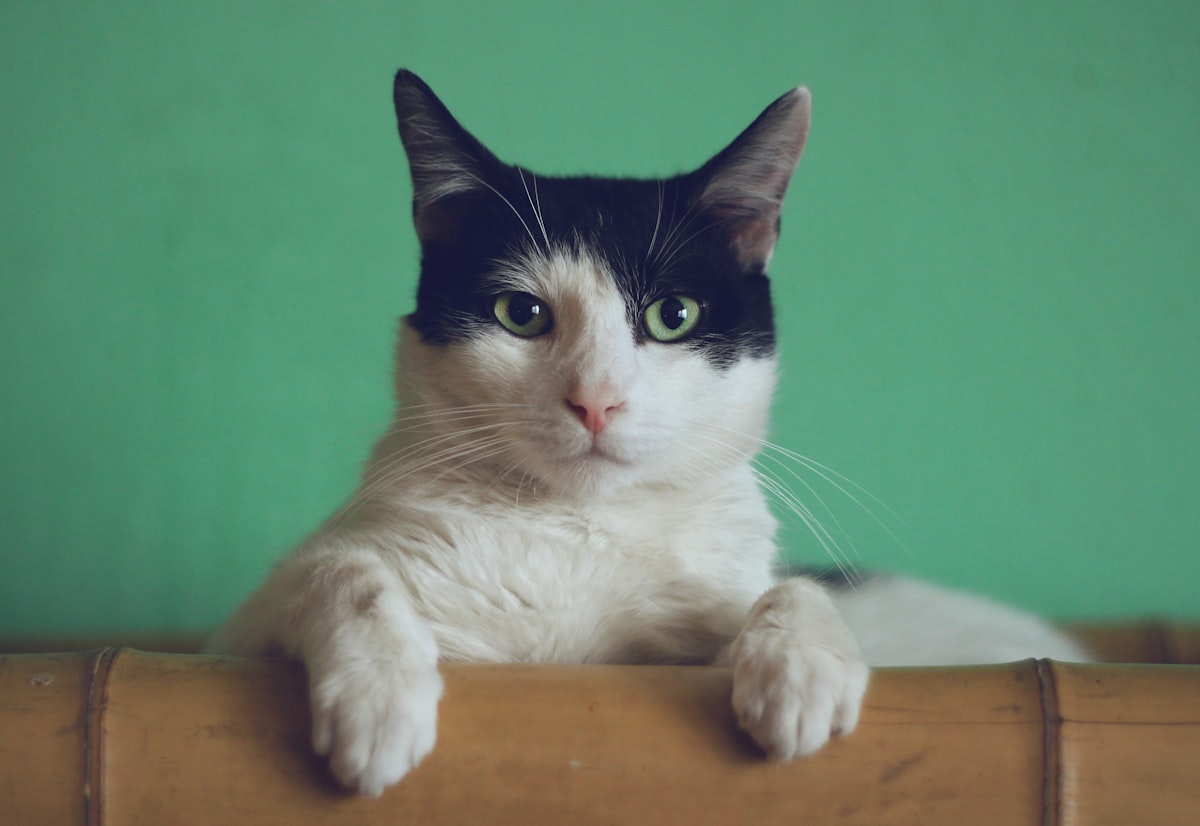 A cat at rest in a sunlit window