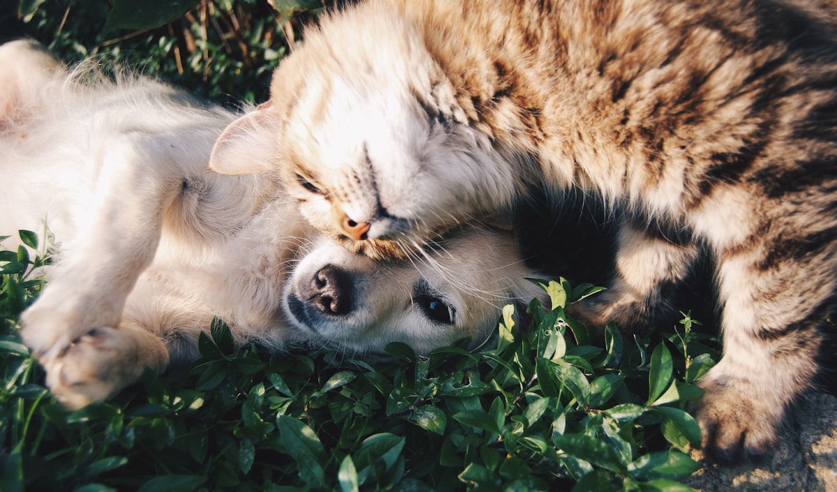 A golden retriever curled up, the rare quiet moment
